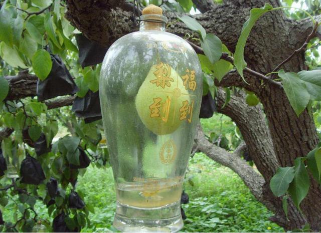 五粮液的“永不分梨”,里边的梨是咋进去的?网友:不走寻常路