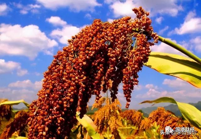 拒绝忽悠!为什么低于200元难喝到好酱酒,告诉你酱酒的真正成本
